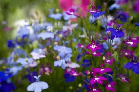 FLOWERS Stock Photos