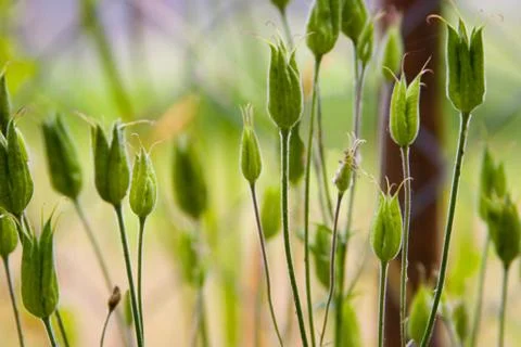 FLOWERS Stock Photos