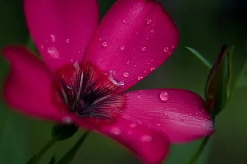 FLOWERS Stock Photos