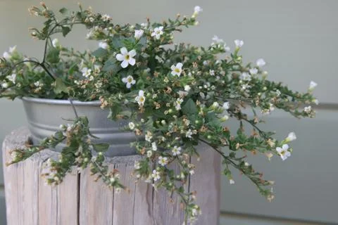 FLOWERS Stock Photos