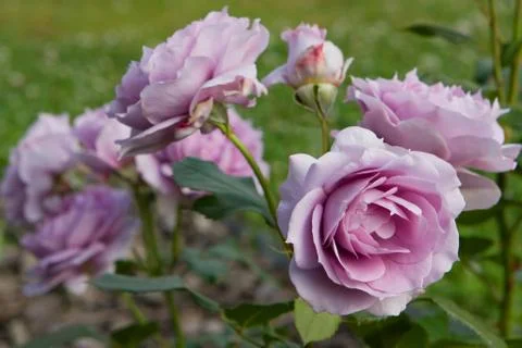 FLOWERS Stock Photos