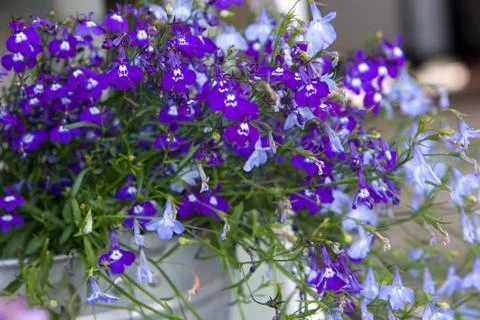 FLOWERS Stock Photos