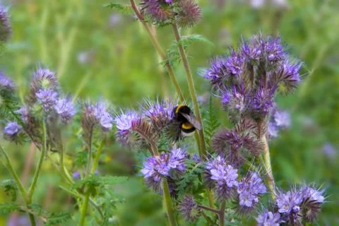 FLOWERS Stock Photos