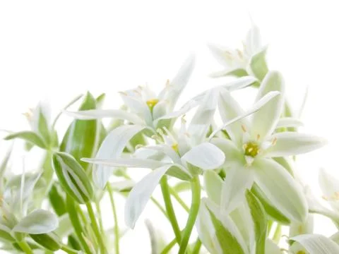 Flowers. Stock Photos