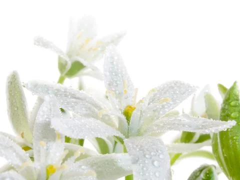 Flowers. Stock Photos