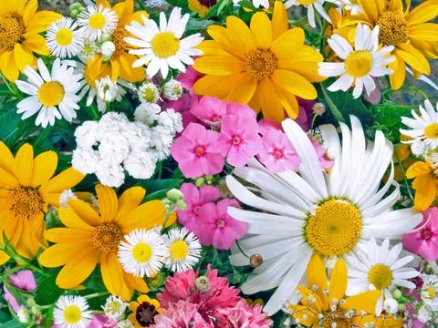 Flowers. Stock Photos