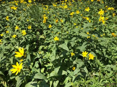 Flowers Stock Photos