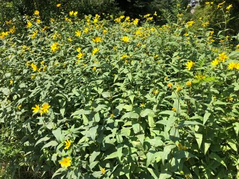 Flowers 스톡 사진