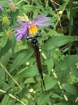 Flowers Stock Photos
