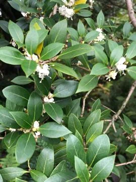 Flowers 스톡 사진