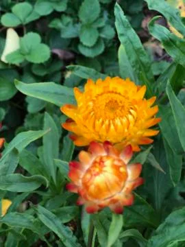 Flowers 库存照片