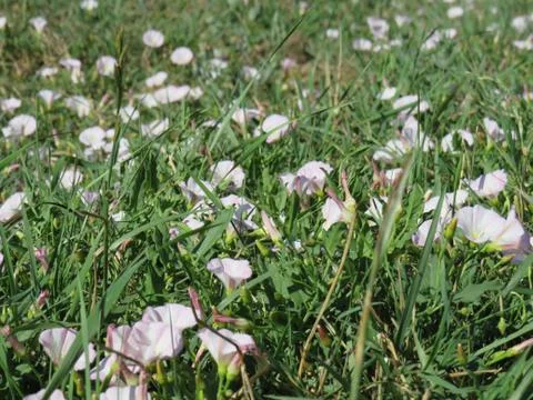 Flowers Stock Photos