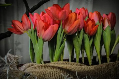 Flowers Stock Photos