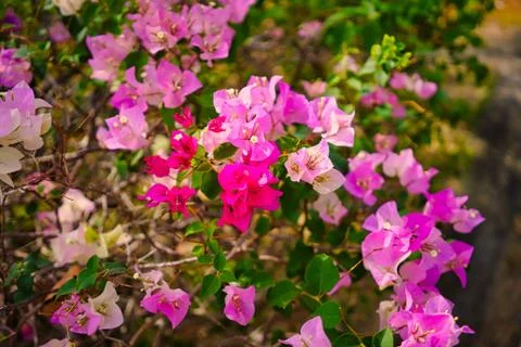 Flowers Stock Photos