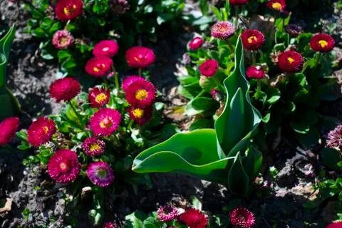 Flowers Stock Photos