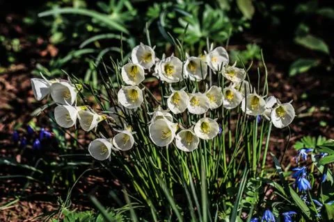 Flowers Stock Photos