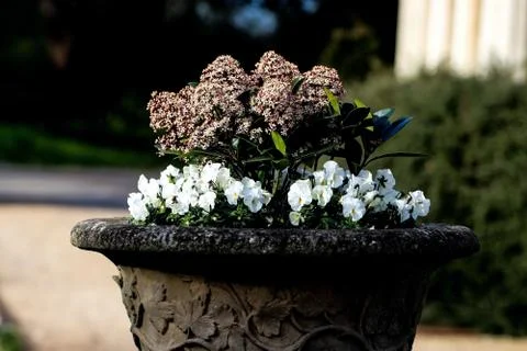 Flowers Stock Photos