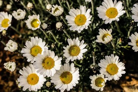 Flowers Stock Photos