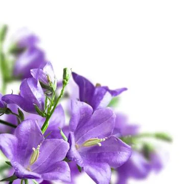 Flowers Stock Photos