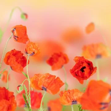 Flowers Stock Photos