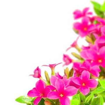 Flowers Stock Photos