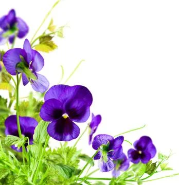 Flowers Stock Photos