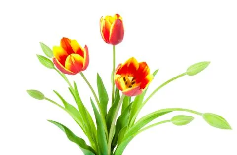 Flowers Stock Photos