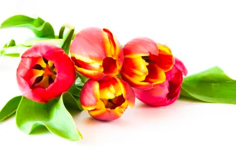 Flowers Stock Photos