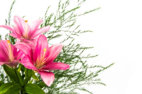 Flowers Stock Photos