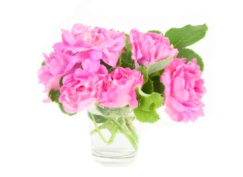Flowers Stock Photos