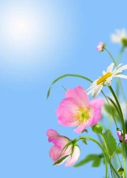 Flowers Stock Photos