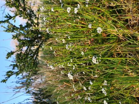 Flowers Stock Photos