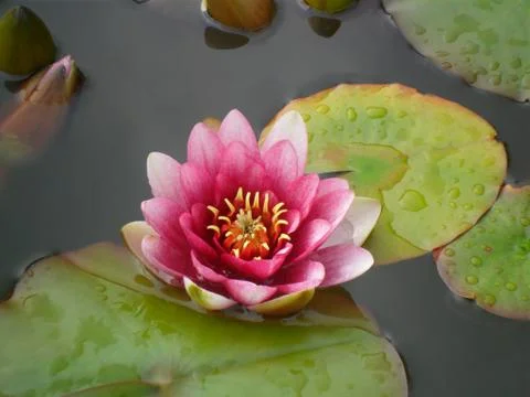 Flowers Stock Photos