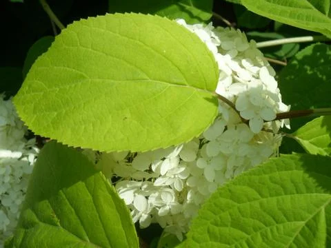 Flowers Stock Photos