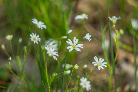 Flowers Stock Photos