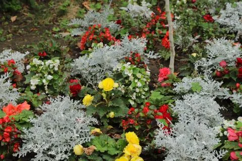 Flowers Stock Photos