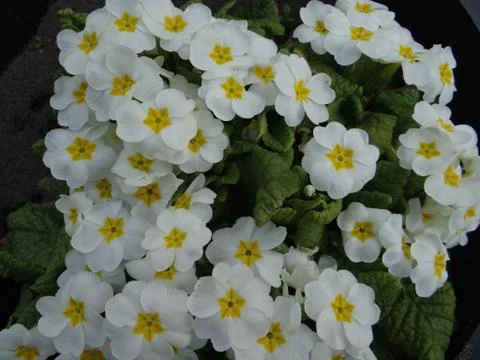 Flowers Stock-Fotos