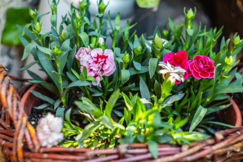 Flowers Stock Photos