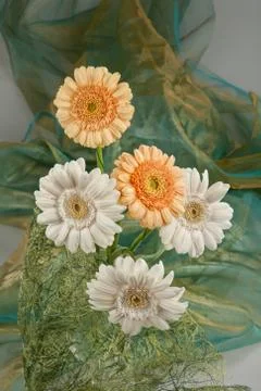 Flowers Stock Photos