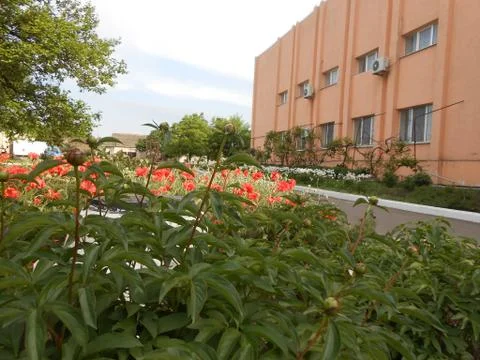 The flowers Foto stock
