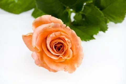 Flowers Stock Photos
