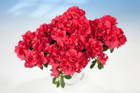 Flowers Stock Photos