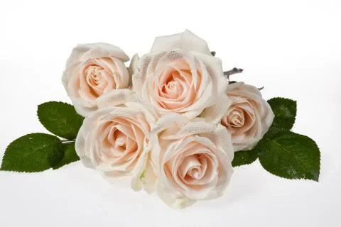 Flowers Stock Photos