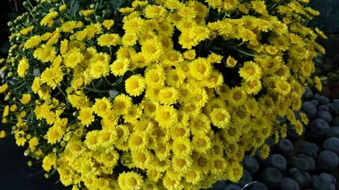 Flowers Foto stock