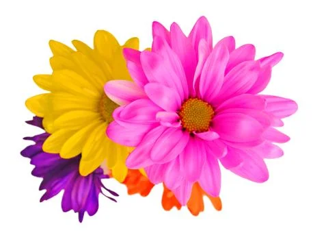Flowers Stock Photos
