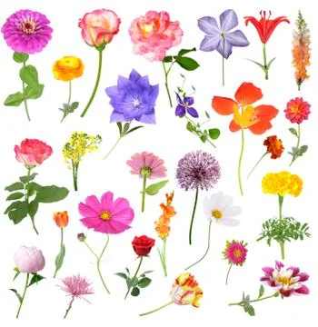 Flowers Stock Photos