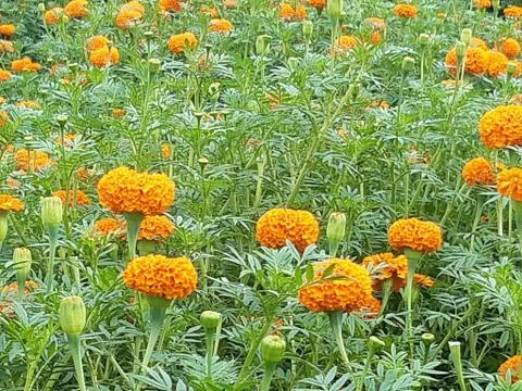 Flowers 库存照片