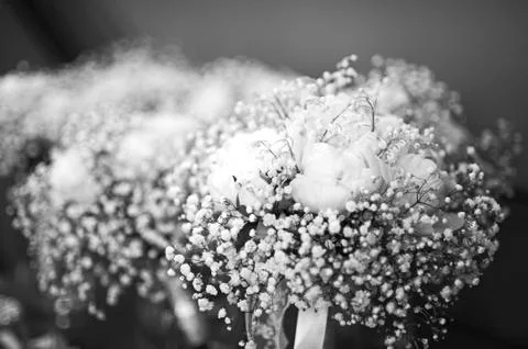 Flowers Stock Photos