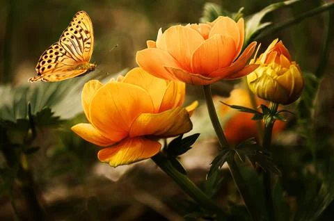 Flowers- Stock Photos