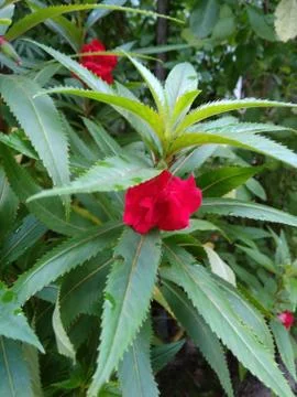 Flowers Photos